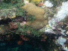 Palythoa caribaeorum