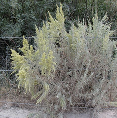 Artemisia tridentata