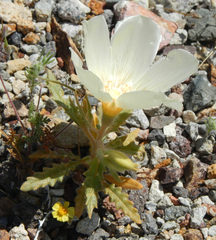 Mentzelia tricuspis