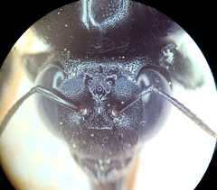 Xylocopa tranquebarorum