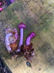 Cortinarius magellanicus