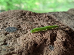 Catopsilia florella