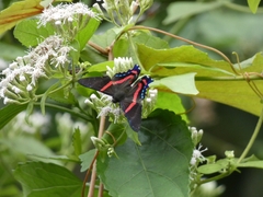 Ancyluris jurgensenii
