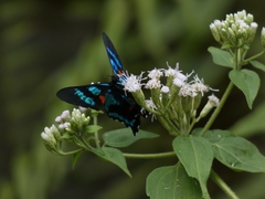 Ancyluris jurgensenii