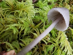 Mycena robusta