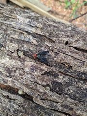 Bromophila caffra