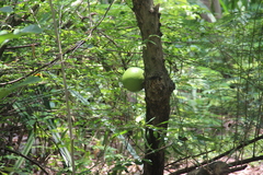 Crescentia alata