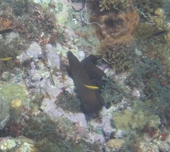 Gymnothorax miliaris
