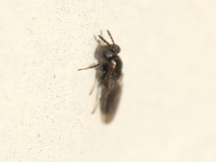 Eulophinae