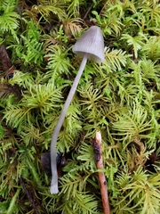 Mycena robusta