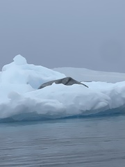 Hydrurga leptonyx
