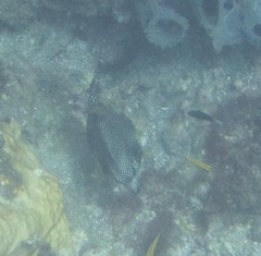 Lactophrys triqueter