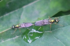 Merosargus