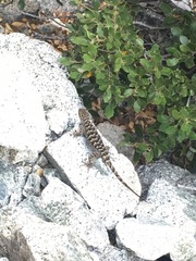 Sceloporus occidentalis taylori