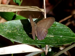 Amiga arnaca
