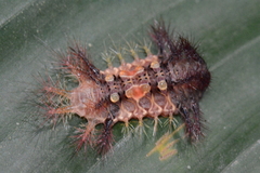 Limacodidae