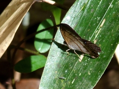 Amiga arnaca