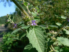 Mesosphaerum suaveolens