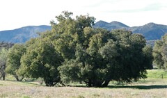 Quercus agrifolia oxyadenia