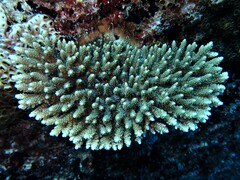 Acropora millepora