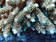 Acropora millepora