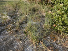 Eleocharis geniculata