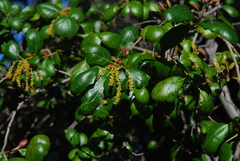Quercus agrifolia oxyadenia