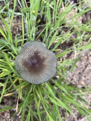 Coprinellus radians