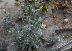 Mentzelia hirsutissima