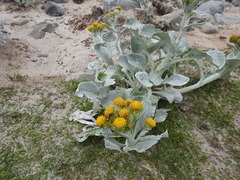 Senecio candidans