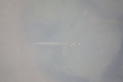 Zenarchopterus buffonis