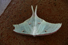 Actias selene
