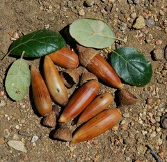 Quercus agrifolia oxyadenia