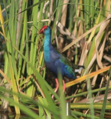 Porphyrio madagascariensis