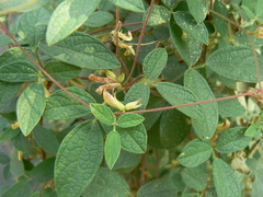 Cajanus scarabaeoides