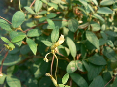 Cajanus scarabaeoides