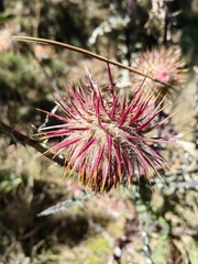 Cirsium oaxacanum