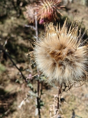 Cirsium oaxacanum