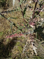 Cirsium oaxacanum