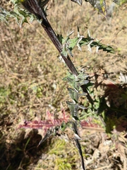Cirsium oaxacanum