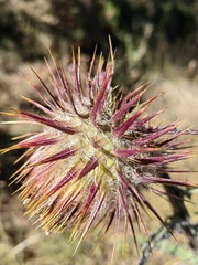 Cirsium oaxacanum