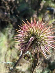 Cirsium oaxacanum