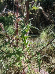 Cirsium oaxacanum