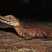 Paleosuchus palpebrosus - Photo (c) Javier Caicedo Moncada, osa oikeuksista pidätetään (CC BY-NC), lähettänyt Javier Caicedo Moncada