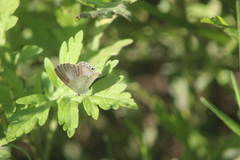 Eicochrysops hippocrates