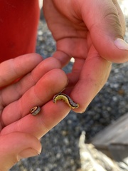 Pterygota