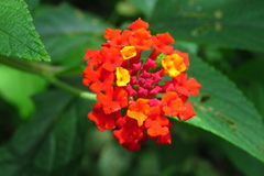 Lantana horrida
