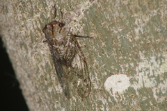 Oxypleura lenihani