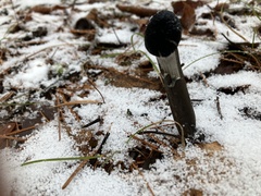 Tolypocladium capitatum