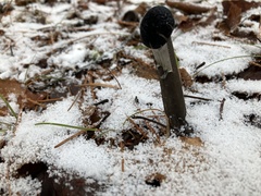 Tolypocladium capitatum